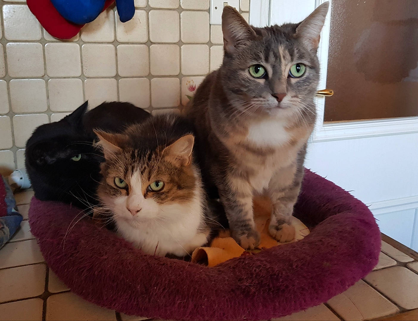 Zoe participe au concours pour gagner de l'argent avec cette photo : aegean_cat, american_shorthair, american_wirehair, asian, australian_mist, carnivore, cat, domestic_short_haired_cat, dragon_li, european_shorthair, felidae, kitten, mammal, ojos_azules, polydactyl_cat, ragamuffin, small_to_medium_sized_cats, tabby_cat, vertebrate, whiskers