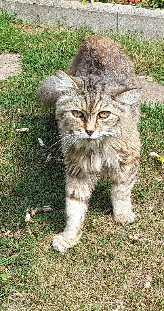 Picachou participe au concours pour gagner de l'argent avec cette photo : asian_semi_longhair, british_semi_longhair, carnivore, cat, domestic_long_haired_cat, domestic_short_haired_cat, european_shorthair, felidae, grass, kurilian_bobtail, maine_coon, mammal, norwegian_forest_cat, pixie_bob, siberian, small_to_medium_sized_cats, tabby_cat, vertebrate, whiskers, wild_cat