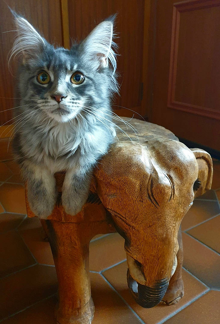 Rubis participe au concours pour gagner de l'argent avec cette photo : american_bobtail, american_curl, asian, asian_semi_longhair, carnivore, cat, domestic_long_haired_cat, european_shorthair, fawn, felidae, fur, maine_coon, mammal, norwegian_forest_cat, polydactyl_cat, small_to_medium_sized_cats, tail, vertebrate, whiskers