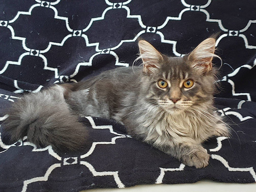 Rubis a rejoint le concours — aidez-le/la à gagner de superbes lots ! american_bobtail, american_curl, asian, british_semi_longhair, carnivore, cat, domestic_long_haired_cat, felidae, kitten, maine_coon, mammal, norwegian_forest_cat, photo_caption, pixie_bob, ragamuffin, siberian, small_to_medium_sized_cats, tabby_cat, vertebrate, whiskers