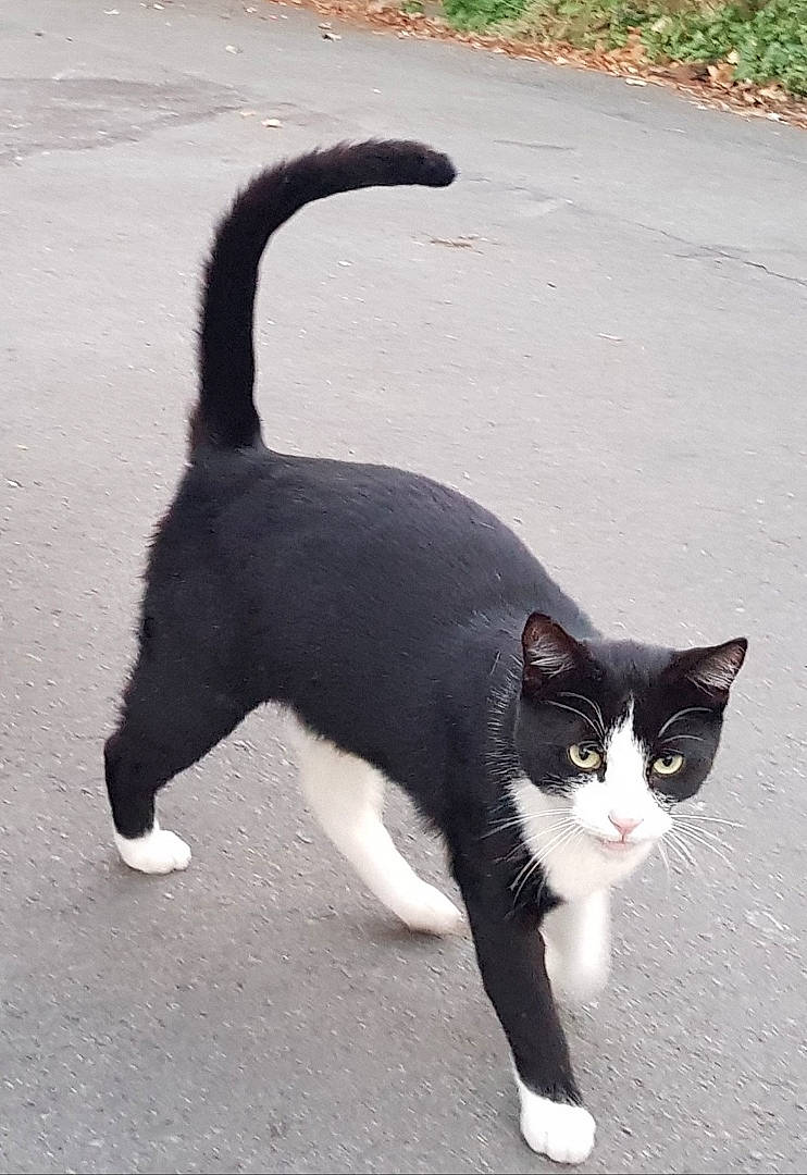 Felix a rejoint le concours — aidez-le/la à gagner de superbes lots ! aegean_cat, black, black_and_white, black_cat, carnivore, cat, domestic_short_haired_cat, felidae, fur, mammal, polydactyl_cat, small_to_medium_sized_cats, snout, tail, whiskers