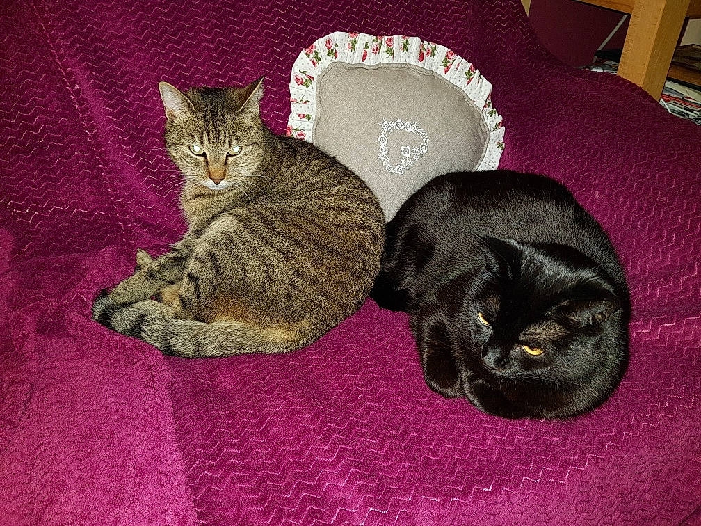 Choupette a rejoint le concours — aidez-le/la à gagner de superbes lots ! american_shorthair, asian, carnivore, cat, cat_bed, comfort, domestic_short_haired_cat, dragon_li, european_shorthair, felidae, fur, kitten, mammal, small_to_medium_sized_cats, tabby_cat, whiskers