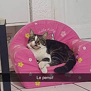 Pop-Corn participe au concours pour gagner de l'argent avec cette photo : abyssinian, animal, canine, cat, couch, dog, dogbed, furniture, kitten, manx, person, pet, sleeping