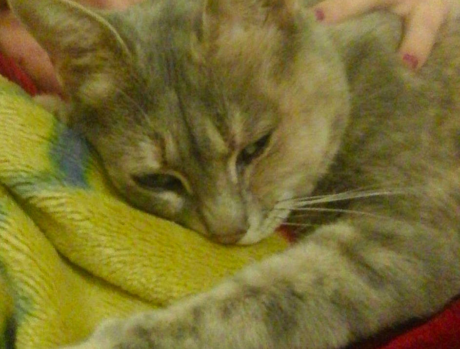 Caramel a rejoint le concours — aidez-le/la à gagner de superbes lots ! asian, australian_mist, carnivore, cat, domestic_short_haired_cat, dragon_li, european_shorthair, felidae, kitten, mammal, nap, polydactyl_cat, singapura, small_to_medium_sized_cats, snout, tabby_cat, vertebrate, whiskers