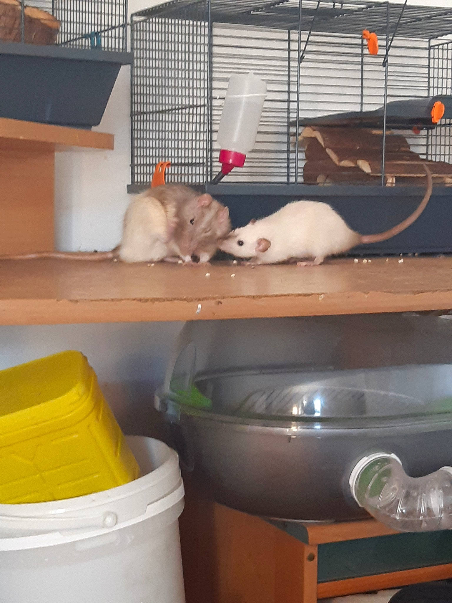 Stitch Et Grisouille