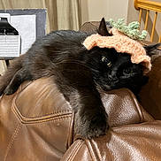 Panther is registered to the contest to win money with this photo: animal, black_cat, brown, cat, cozy, curious, cute, domestic_animal, fluffy, furniture, headwear, indoor, knitted_hat, knitwear, leather_couch, music_stand, pet, relaxed, resting, wide_eyes