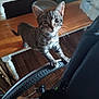 Lil Dude is registered to the contest to win money with this photo: kitten, cat, tabby, bicycle, tire, wooden_bench, water_bottles, floor, indoor, pet, curious, whiskers, animal, feline, paw, home, brown, black, white, closeup