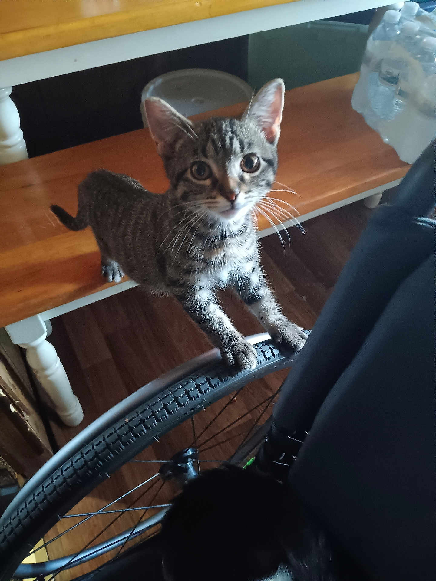 Lil Dude is registered to the contest to win money with this photo: kitten, cat, tabby, bicycle, tire, wooden_bench, water_bottles, floor, indoor, pet, curious, whiskers, animal, feline, paw, home, brown, black, white, closeup