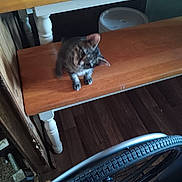 Lil Dude joined the competition — help win amazing prizes! kitten, cat, wooden_bench, wheelchair, indoor, floor, wood_floor, pet, animal, curious, furniture, wheel, small_cat, bench, tabby_cat, domestic_cat, blurred, paw, ears, home