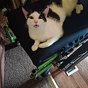 Bella joined the competition — help win amazing prizes! cat, black_and_white, wheelchair, pet, indoor, carpet, wood_floor, feline, animal, seat, curious, looking_up, paw, resting, home, close_up, whiskers, ears, open_mouth, domestic_animal