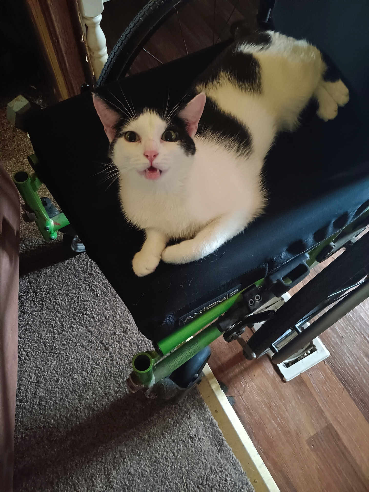 Bella joined the competition — help win amazing prizes! cat, black_and_white, wheelchair, pet, indoor, carpet, wood_floor, feline, animal, seat, curious, looking_up, paw, resting, home, close_up, whiskers, ears, open_mouth, domestic_animal