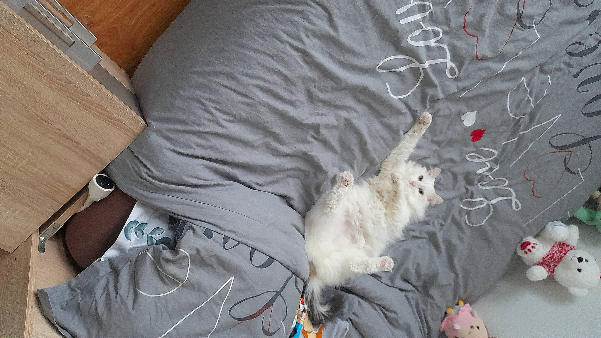 Glouton a rejoint le concours — aidez-le/la à gagner de superbes lots ! canidae, carnivore, cat, comfort, companion_dog, domestic_short_haired_cat, felidae, fur, linens, pattern, plastic_bag, room, sleeve, small_to_medium_sized_cats, sporting_group, t_shirt, tail, whiskers