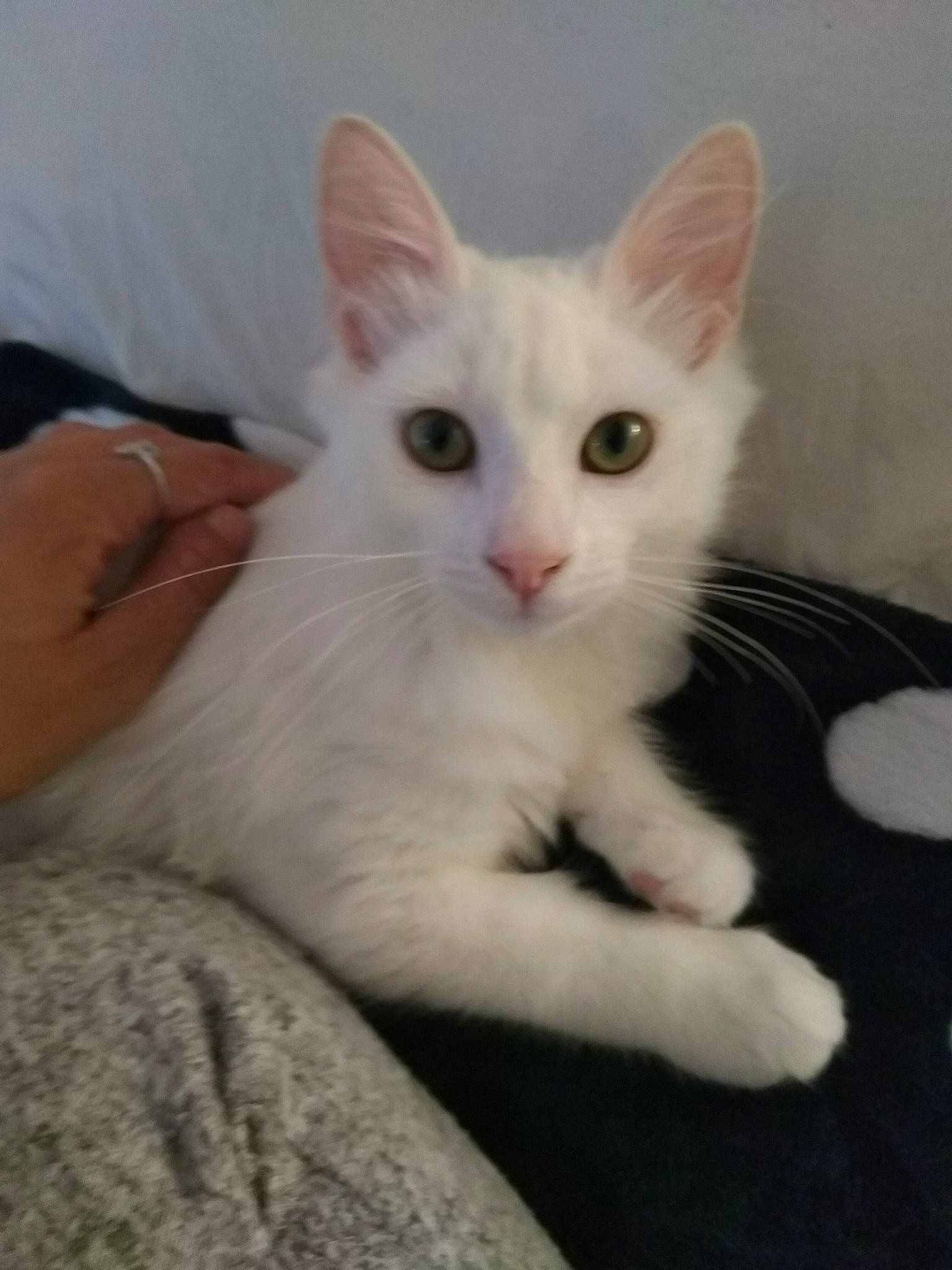 Glouton a rejoint le concours — aidez-le/la à gagner de superbes lots ! aegean_cat, arabian_mau, burmilla, carnivore, cat, colorpoint_shorthair, domestic_short_haired_cat, eye, felidae, german_rex, javanese, khao_manee, kitten, mammal, oriental_longhair, small_to_medium_sized_cats, turkish_angora, turkish_van, vertebrate, whiskers