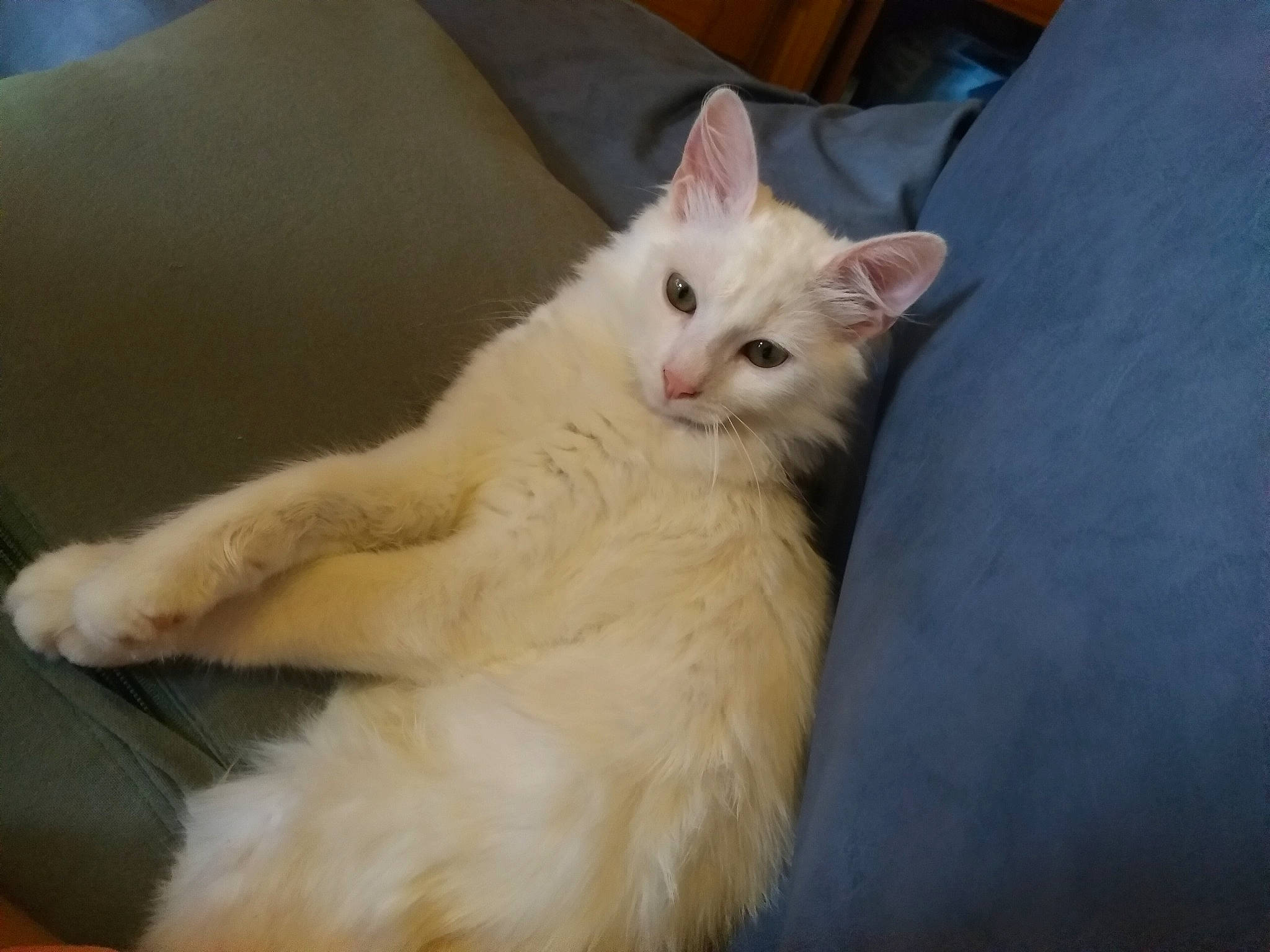 Glouton a rejoint le concours — aidez-le/la à gagner de superbes lots ! carnivore, cat, colorpoint_shorthair, domestic_long_haired_cat, eye, fawn, felidae, fur, khao_manee, kitten, mammal, norwegian_forest_cat, ojos_azules, persian, ragdoll, small_to_medium_sized_cats, turkish_angora, turkish_van, vertebrate, whiskers