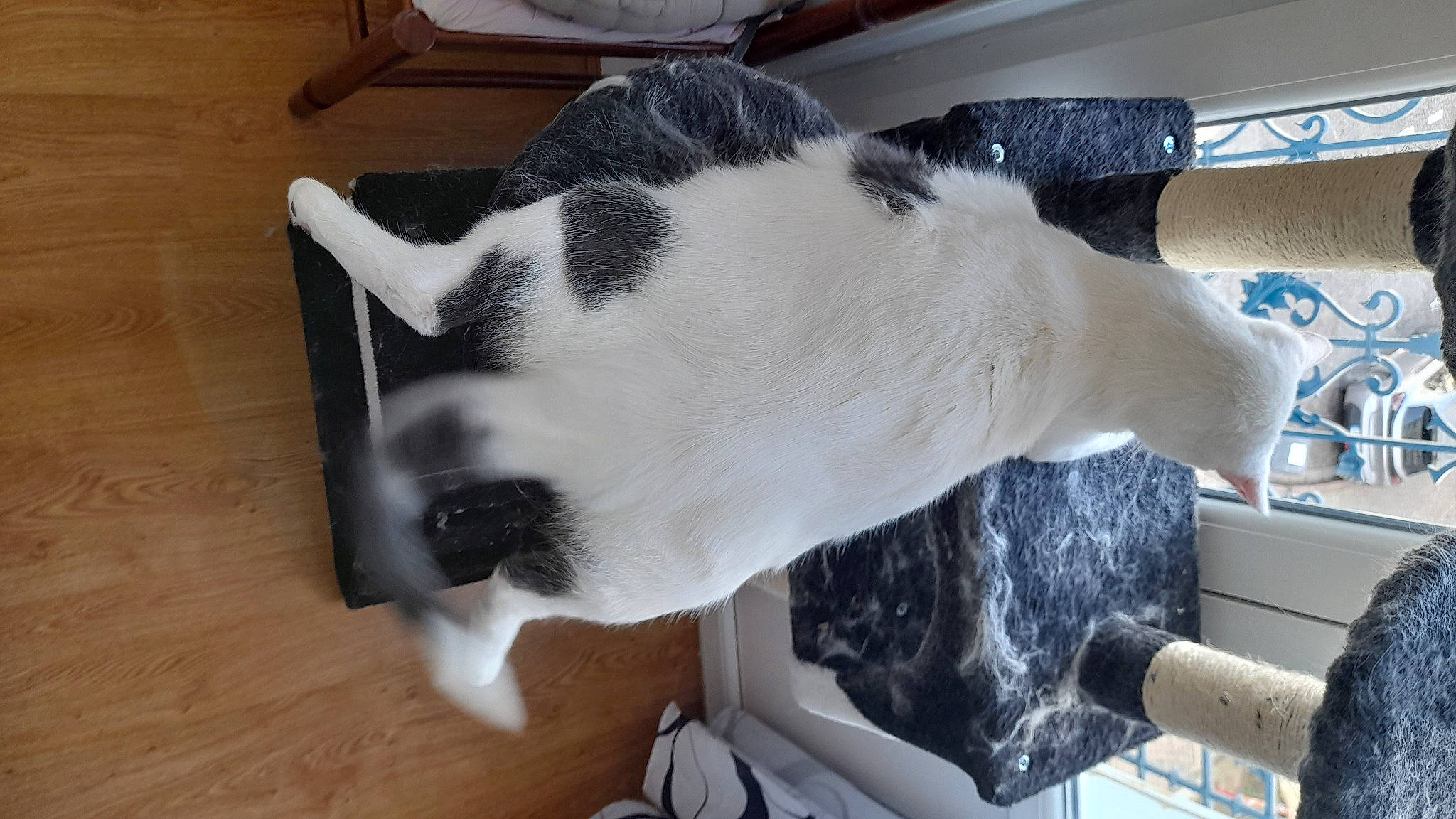 Shamalow participe au concours pour gagner de l'argent avec cette photo : carnivore, cat, collar, comfort, companion_dog, dog_breed, fawn, felidae, flooring, fur, hardwood, nap, paw, small_to_medium_sized_cats, snout, sporting_group, tail, whiskers, wood, wood_flooring