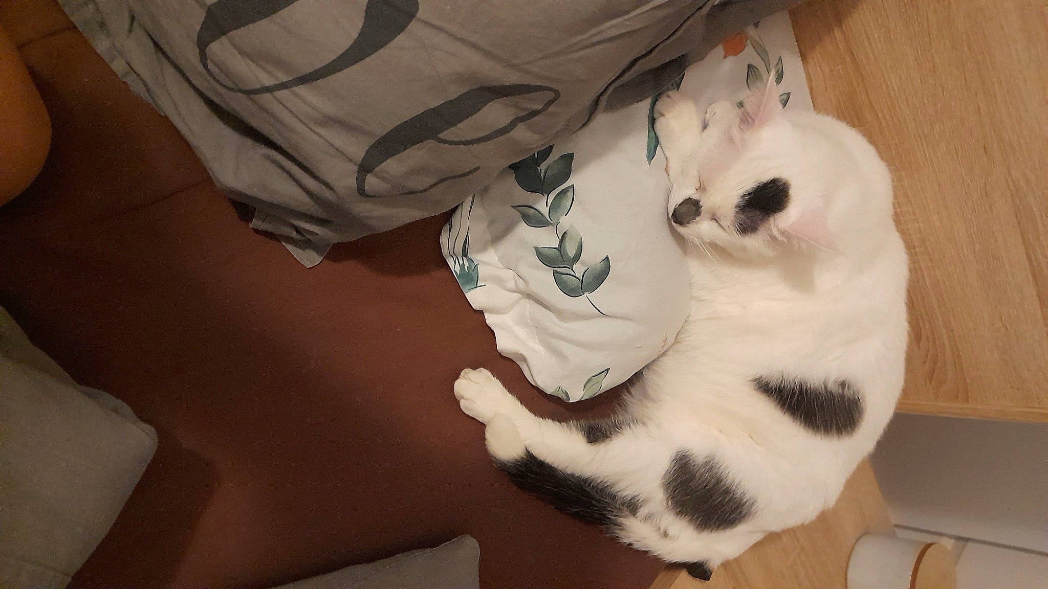 Shamalow participe au concours pour gagner de l'argent avec cette photo : carnivore, cat, comfort, domestic_short_haired_cat, fawn, felidae, foot, fur, paw, room, small_to_medium_sized_cats, snout, tail, thai, whiskers