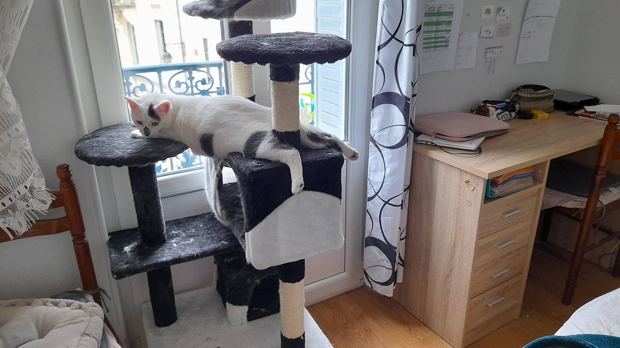 Shamalow a rejoint le concours — aidez-le/la à gagner de superbes lots ! carnivore, cat, cat_supply, chair, comfort, computer_desk, desk, desktop_computer, drawer, felidae, floor, flooring, hardwood, home_appliance, interior_design, machine, room, small_to_medium_sized_cats, tail, wood