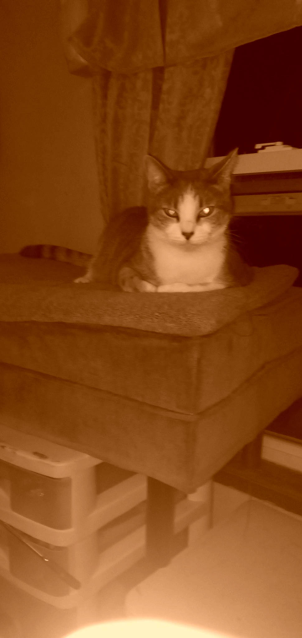 Sheeba is registered to the contest to win money with this photo: box, cardboard, carnivore, cat, cat_supply, comfort, domestic_short_haired_cat, drawer, fawn, felidae, fur, hardwood, paw, pet_supply, sitting, small_to_medium_sized_cats, stairs, tail, whiskers, wood