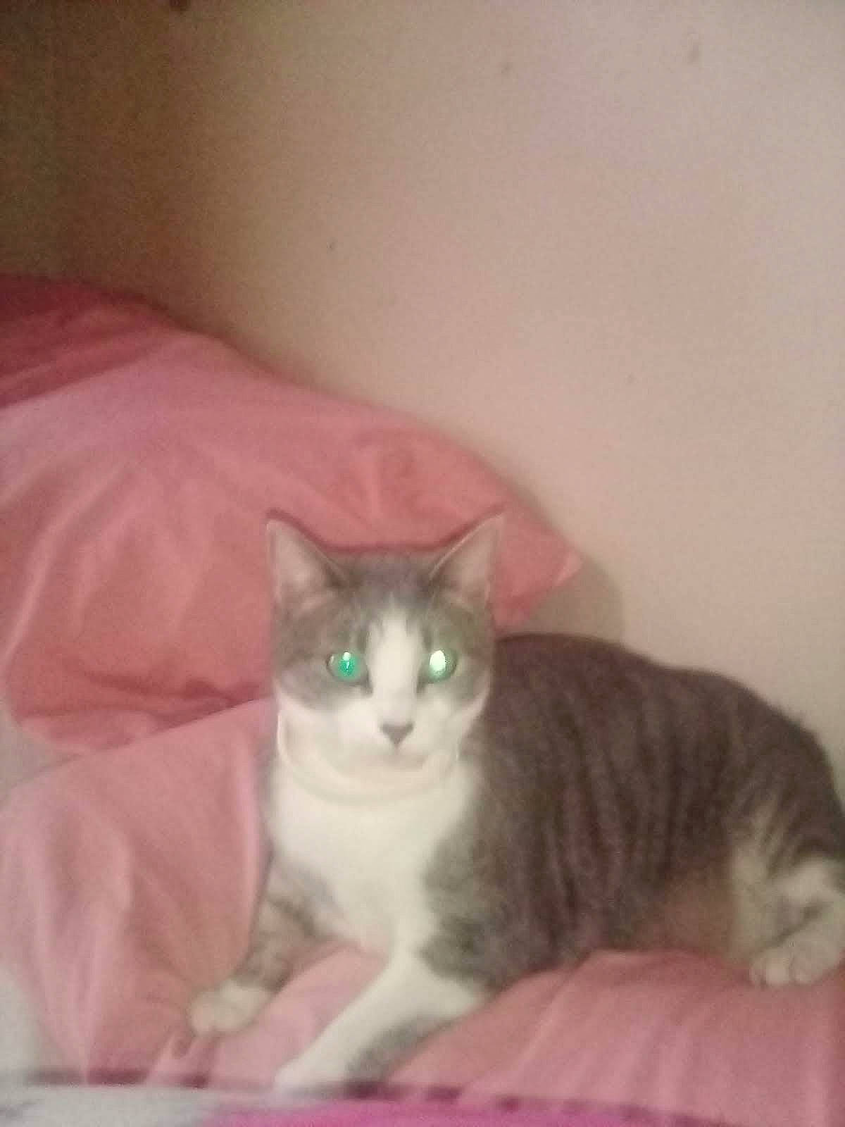 Sheeba is registered to the contest to win money with this photo: bed, carnivore, cat, cat_supply, comfort, domestic_short_haired_cat, eye, fawn, felidae, fur, iris, paw, pet_supply, sitting, small_to_medium_sized_cats, snout, tail, whiskers