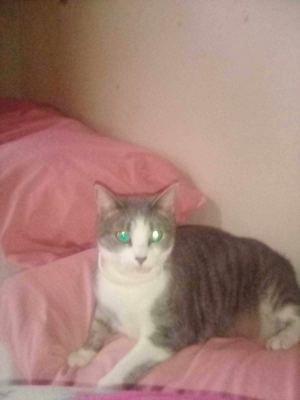 Sheeba