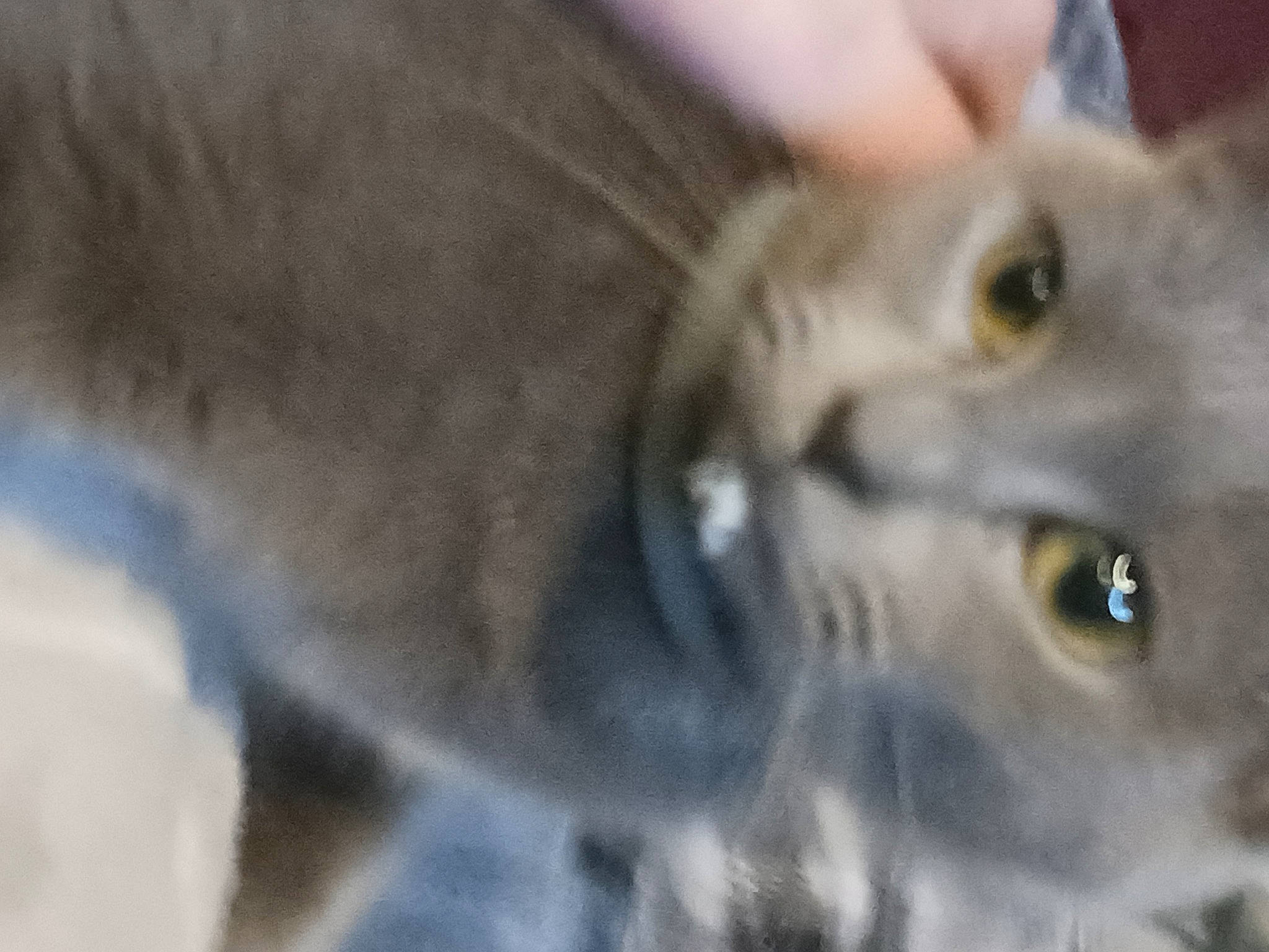 Smoke joined the competition — help win amazing prizes! carnivore, cat, domestic_short_haired_cat, electric_blue, felidae, fur, grey, macro_photography, russian_blue, small_to_medium_sized_cats, snout, terrestrial_animal, whiskers, wildlife