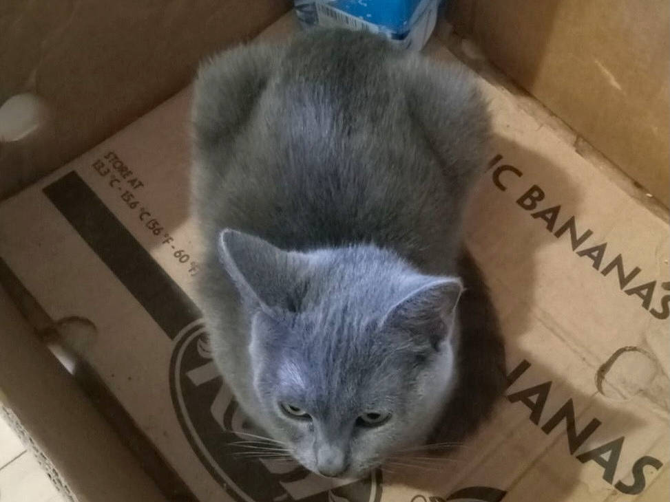 Smoke joined the competition — help win amazing prizes! blue, box, carnivore, cat, comfort, domestic_short_haired_cat, felidae, fur, grey, russian_blue, small_to_medium_sized_cats, snout, whiskers