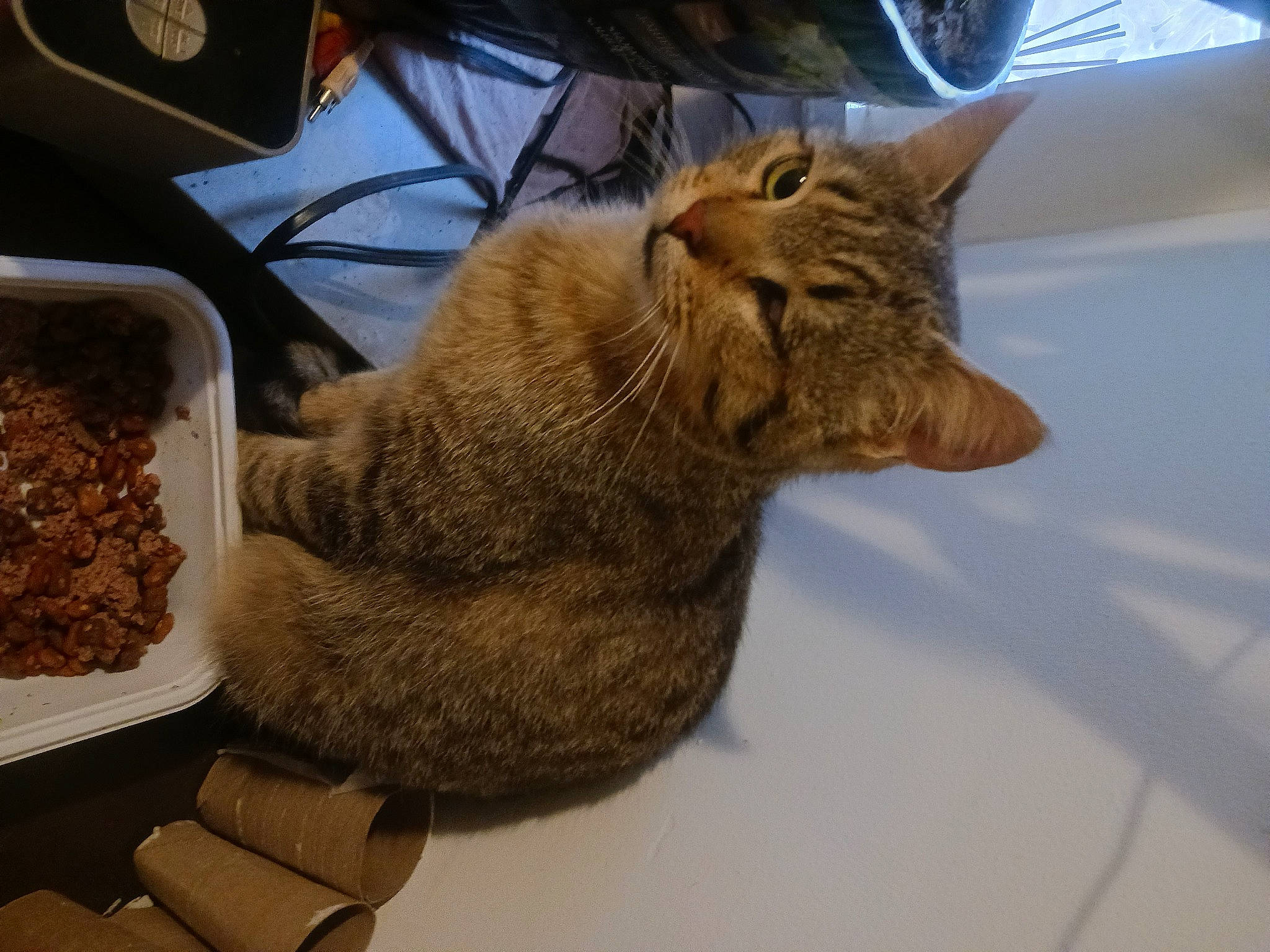 Saber is registered to the contest to win money with this photo: animal_feed, carnivore, cat, cat_supply, claw, comfort, domestic_short_haired_cat, fawn, felidae, food, fur, ingredient, pet_food, pet_supply, recipe, small_animal_food, small_to_medium_sized_cats, snout, tail, whiskers