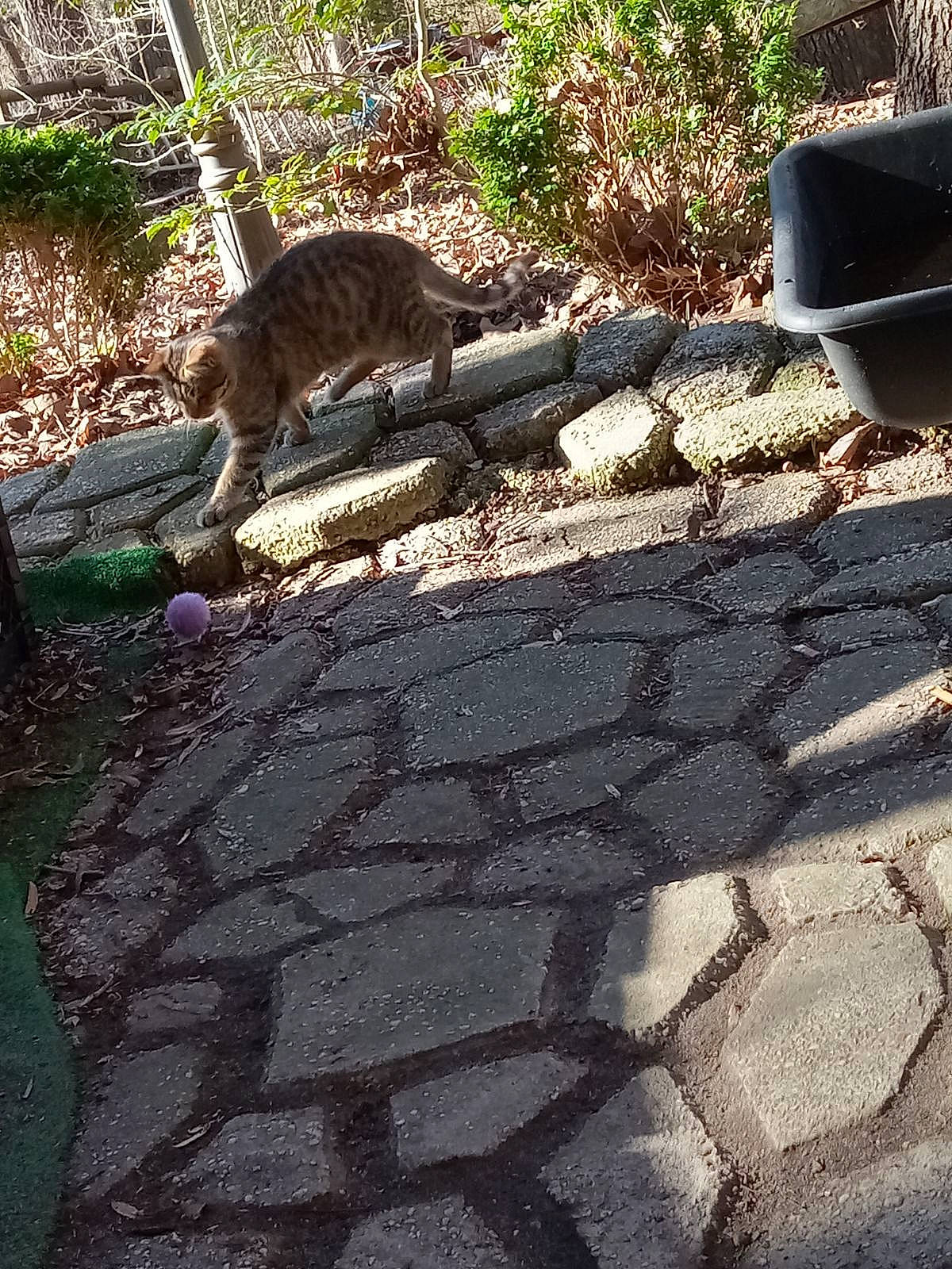 Saber joined the competition — help win amazing prizes! asphalt, automotive_tire, cobblestone, felidae, flagstone, flooring, fur, gas, grass, groundcover, plant, road_surface, rodent, shadow, sidewalk, small_to_medium_sized_cats, soil, tail, terrestrial_animal, tints_and_shades