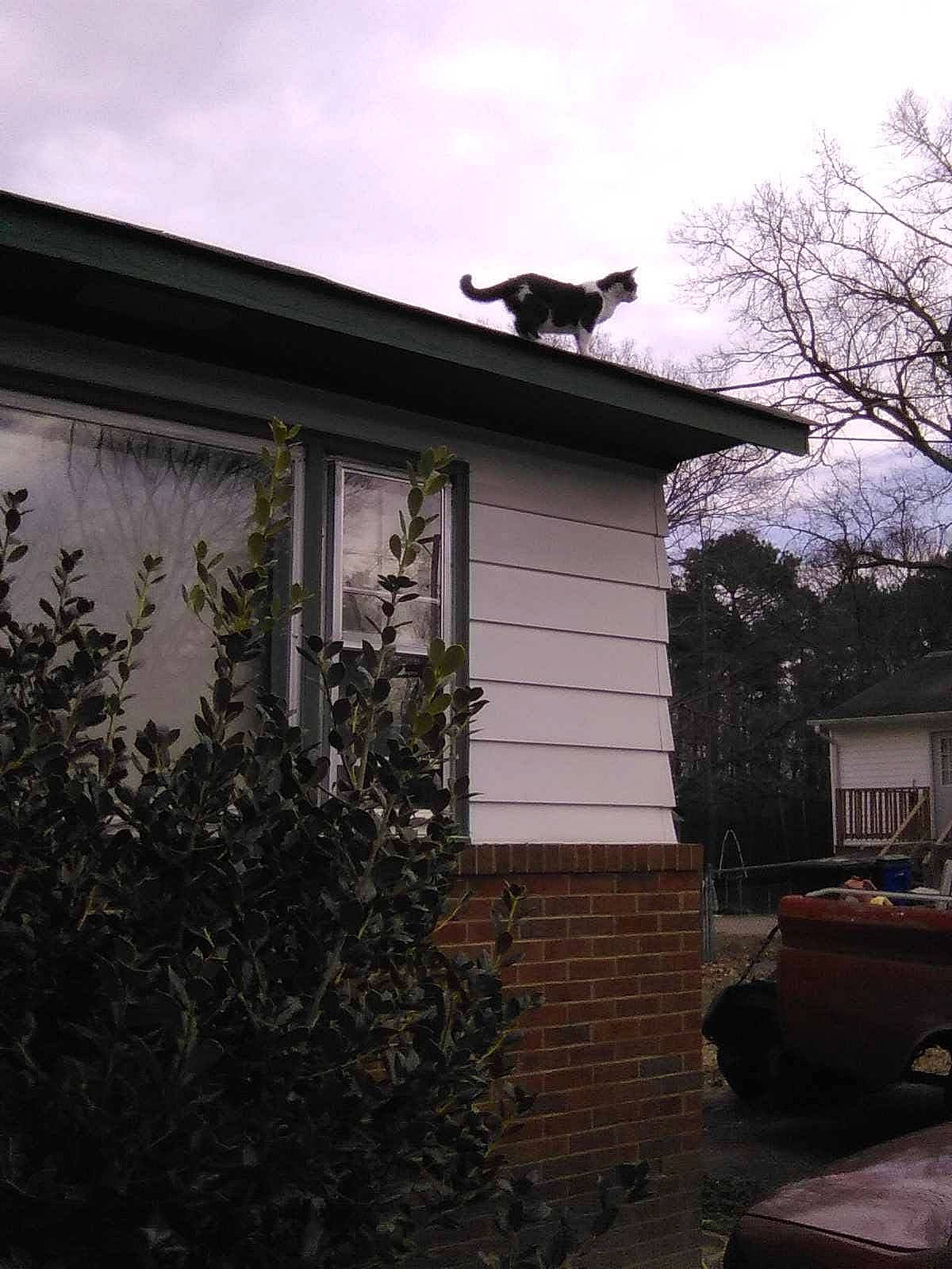 Yodog joined the competition — help win amazing prizes! branch, brick, building, carnivore, cat, cloud, felidae, grass, morning, plant, roof, shade, siding, sky, tints_and_shades, tree, twig, wall, window, wood