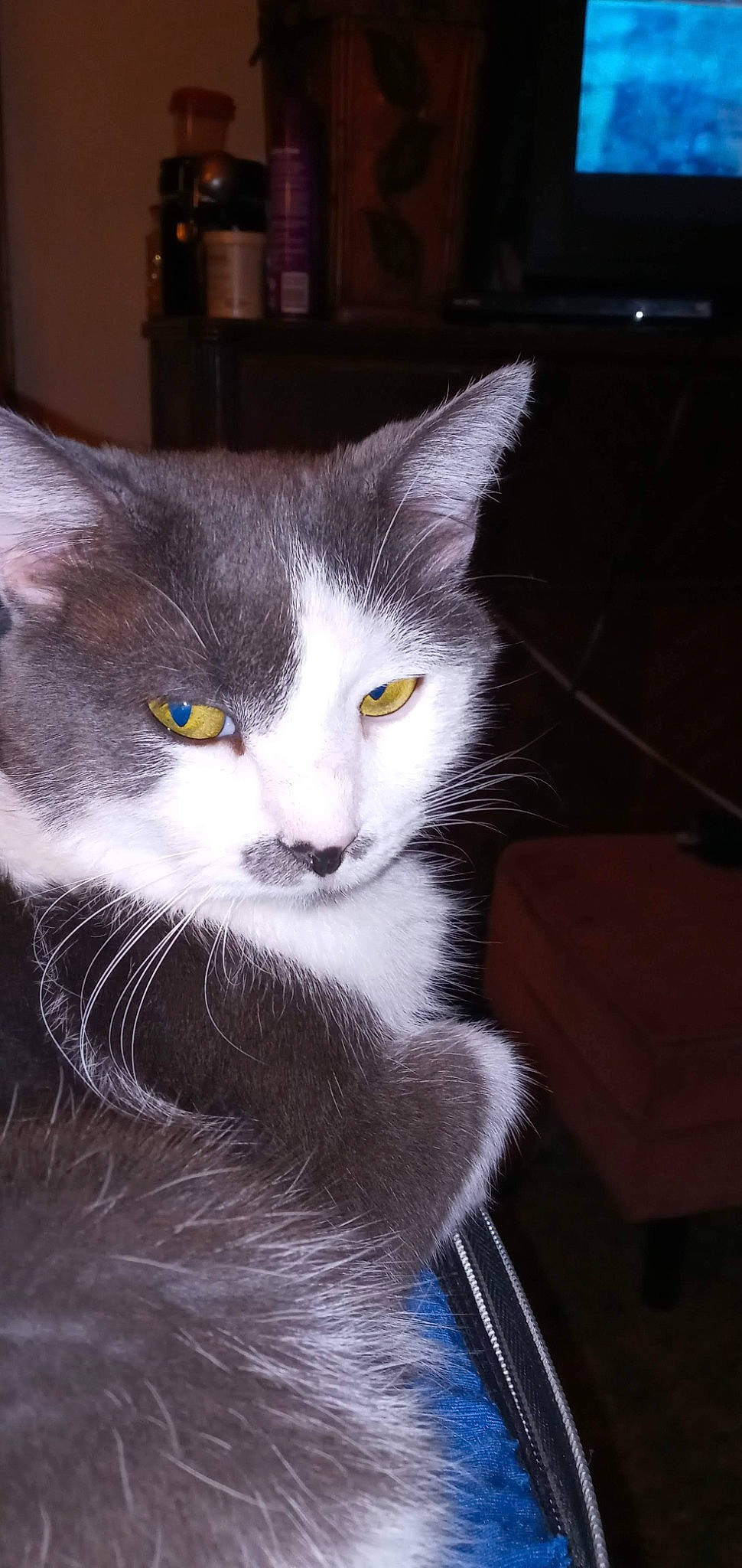 Yodog joined the competition — help win amazing prizes! carnivore, cat, domestic_short_haired_cat, felidae, fur, grey, monochrome_photography, paw, small_to_medium_sized_cats, snout, tail, whiskers