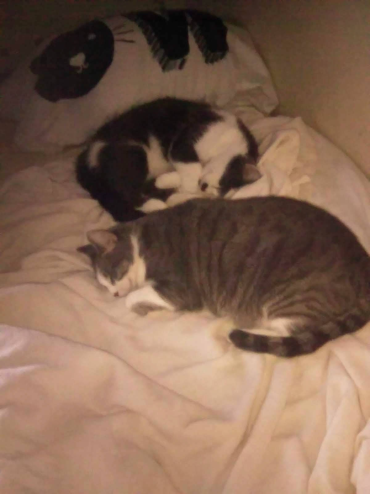 Yodog is registered to the contest to win money with this photo: canidae, carnivore, cat, cloud, comfort, dog_breed, domestic_short_haired_cat, felidae, flooring, fur, hardwood, linens, nap, paw, room, small_to_medium_sized_cats, snout, tail, textile, whiskers