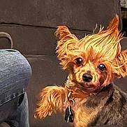 Xenophylias joined the competition — help win amazing prizes! dog, small_dog, pet, indoor, couch, fur, curious, brown_fur, collar, jeans, person, seated, cozy, domestic, animal, companion, cute, face, ears, looking