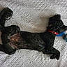 dog, black_dog, curly_fur, red_collar, toy, blue_toy, bedspread, white_bedspread, textured_bedspread, pet, lying_down, stretching, indoor, animal, cute, relaxed, fur, canine, sleeping_area, resting