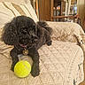dog, poodle, black_dog, tennis_ball, couch, quilted_couch_cover, living_room, wooden_furniture, water_bottle, pet, indoor, cozy, playful, collar, paw, floor, relaxed, furniture, home, animal