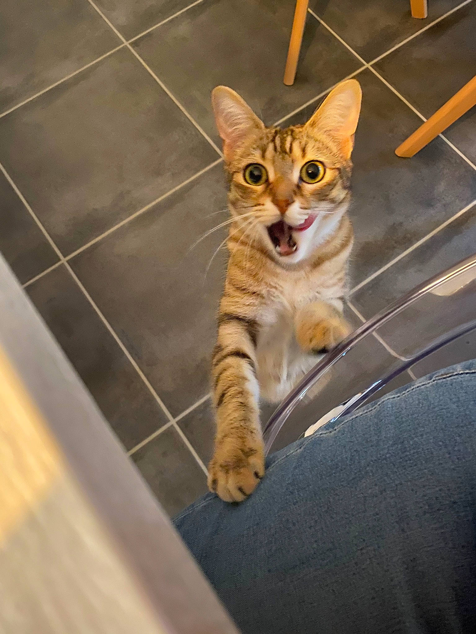 Pénélope participe au concours pour gagner de l'argent avec cette photo : aegean_cat, american_wirehair, arabian_mau, asian, australian_mist, carnivore, cat, domestic_short_haired_cat, dragon_li, egyptian_mau, european_shorthair, felidae, kitten, mammal, ocicat, small_to_medium_sized_cats, snout, tabby_cat, toyger, whiskers