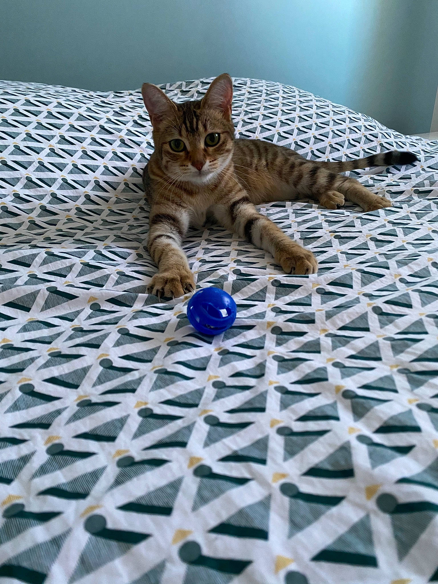 Pénélope a rejoint le concours — aidez-le/la à gagner de superbes lots ! aegean_cat, asian, bengal, carnivore, cat, domestic_short_haired_cat, dragon_li, egyptian_mau, european_shorthair, eye, felidae, fur, kitten, mammal, ocicat, pixie_bob, small_to_medium_sized_cats, tabby_cat, toyger, whiskers