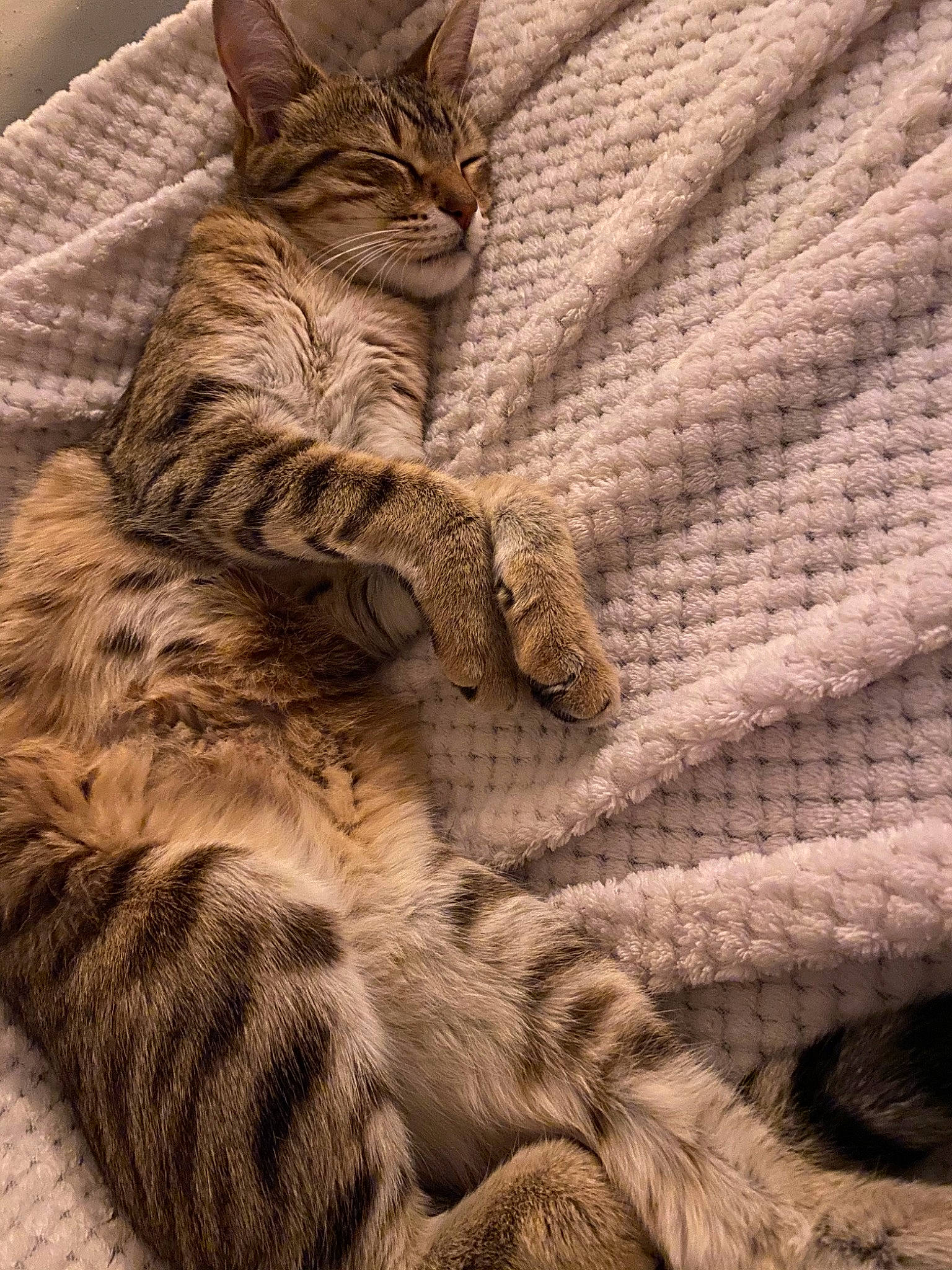 Pénélope a rejoint le concours — aidez-le/la à gagner de superbes lots ! american_shorthair, asian, california_spangled, carnivore, cat, claw, domestic_short_haired_cat, dragon_li, egyptian_mau, european_shorthair, felidae, fur, kitten, mammal, ocicat, pixie_bob, small_to_medium_sized_cats, tabby_cat, toyger, whiskers