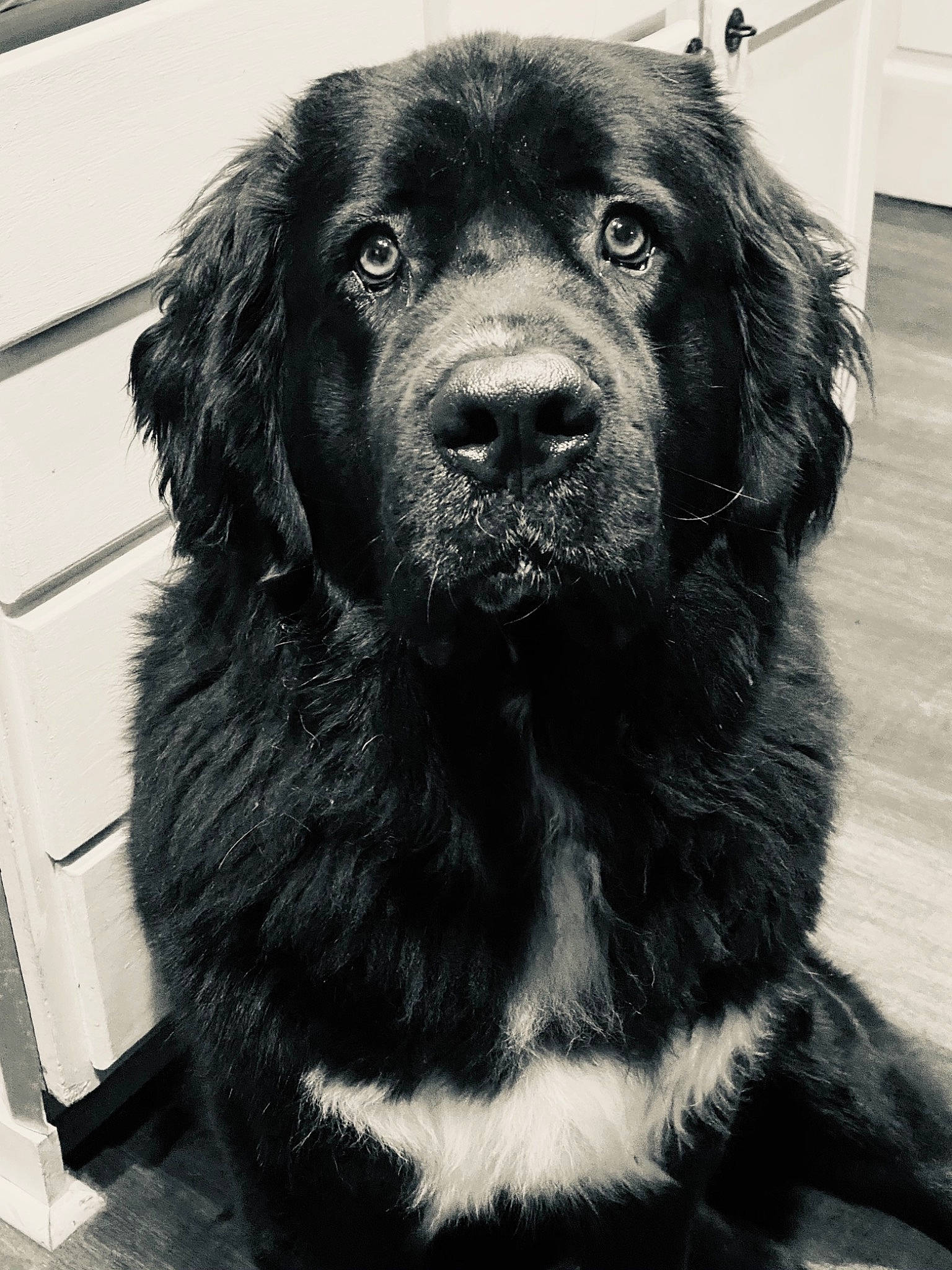 Loki is registered to the contest to win money with this photo: ancient_dog_breeds, black, canidae, carnivore, companion_dog, dog, dog_breed, flat_coated_retriever, fur, giant_dog_breed, mammal, newfoundland, nose, puppy, rare_breed_dog, snout, sporting_group, vertebrate