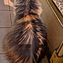 cat, fluffy, long_hair, back_view, sunlight, window, tile_floor, indoor, pet, animal, feline, tail, ears, shadow, close_up, relaxing, domestic_animal, fur_pattern, quiet, resting
