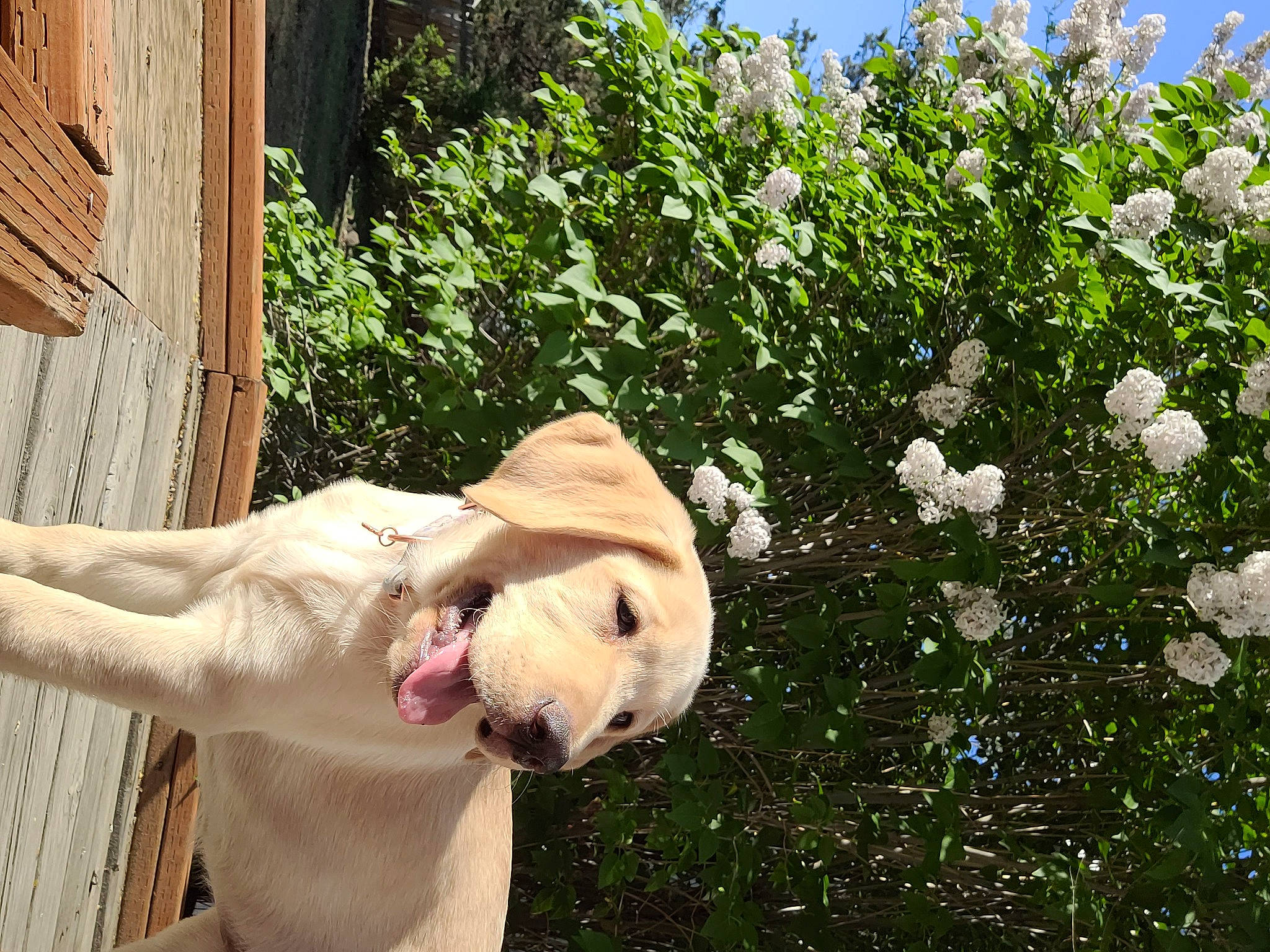 Susie is registered to the contest to win money with this photo: carnivore, companion_dog, dog, dog_breed, fawn, flower, grass, hat, house, petal, plant, rose, shrub, snout, sporting_group, sun_hat, tail, tree, wood, working_animal