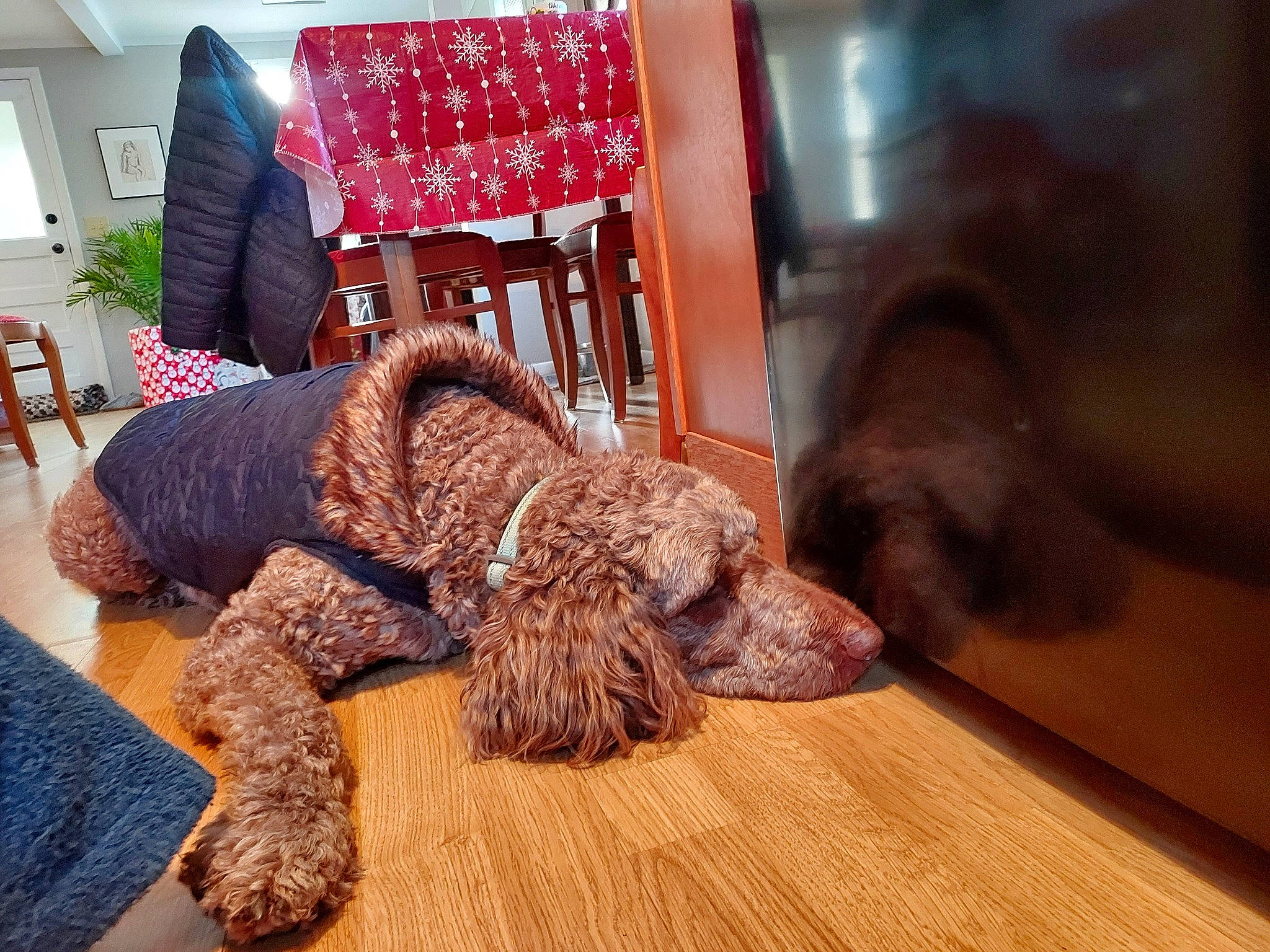 Maddie joined the competition — help win amazing prizes! canidae, carnivore, chair, comfort, companion_dog, dog, dog_breed, event, fawn, floor, flooring, fur, hardwood, room, suit, tie, wood, wood_stain, wool, working_animal