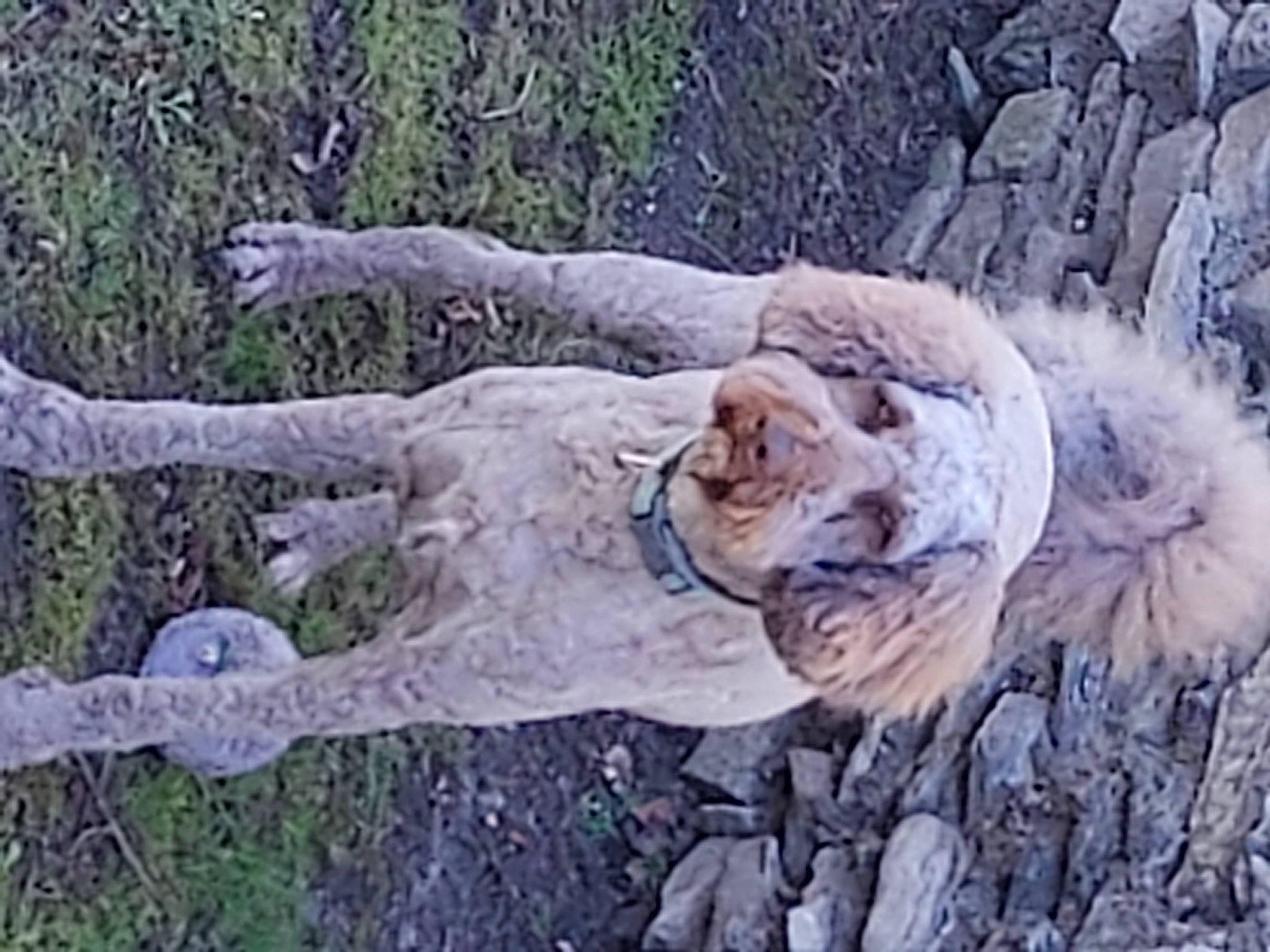 Maddie joined the competition — help win amazing prizes! art, bengal_tiger, big_cats, carnivore, dog_breed, felidae, fur, grass, lion, organism, painting, small_to_medium_sized_cats, soil, sporting_group, tail, terrestrial_animal, tiger, tree, wildlife, wood