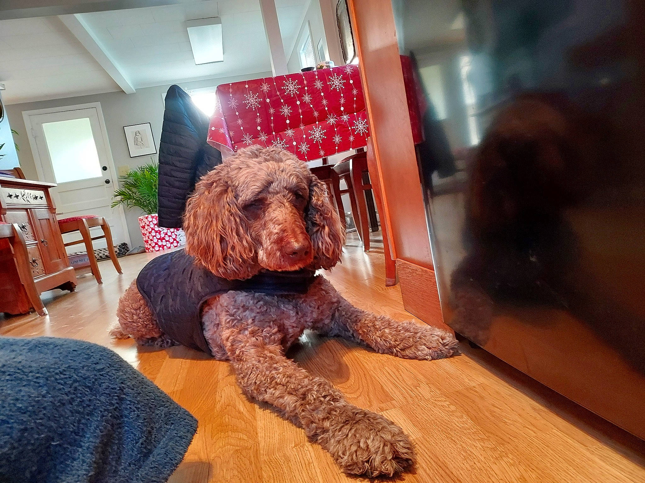 Maddie is registered to the contest to win money with this photo: art, carnivore, companion_dog, dog, dog_breed, fawn, floor, flooring, fur, hardwood, houseplant, liver, plant, room, snout, toy, toy_dog, water_dog, wood, working_animal