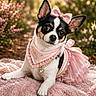 accessory, animal, blanket, chihuahua, cute, dog, ears, eyes, flower, fur, nature, necklace, outdoor, pet, pink_bow, pink_dress, portrait, posing, small_dog, soft_texture