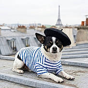 Vaya participe au concours pour gagner de l'argent avec cette photo : beret, blue_and_white, blurred_background, chihuahua, cityscape, costume, daylight, dog, eiffel_tower, fashion, lying_down, outdoor, paris, pet, portrait, rooftop, rooftop_terrace, sitting, small_dog, striped_shirt