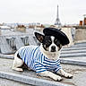 beret, blue_and_white, blurred_background, chihuahua, cityscape, costume, daylight, dog, eiffel_tower, fashion, lying_down, outdoor, paris, pet, portrait, rooftop, rooftop_terrace, sitting, small_dog, striped_shirt