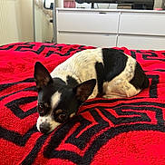 Vaya participe au concours pour gagner de l'argent avec cette photo : dog, small_dog, black_and_white, blanket, red_blanket, indoor, resting, pet, cute, fur, bedroom, furniture, dresser, cozy, animal, looking, ears, lying_down, companion, domestic