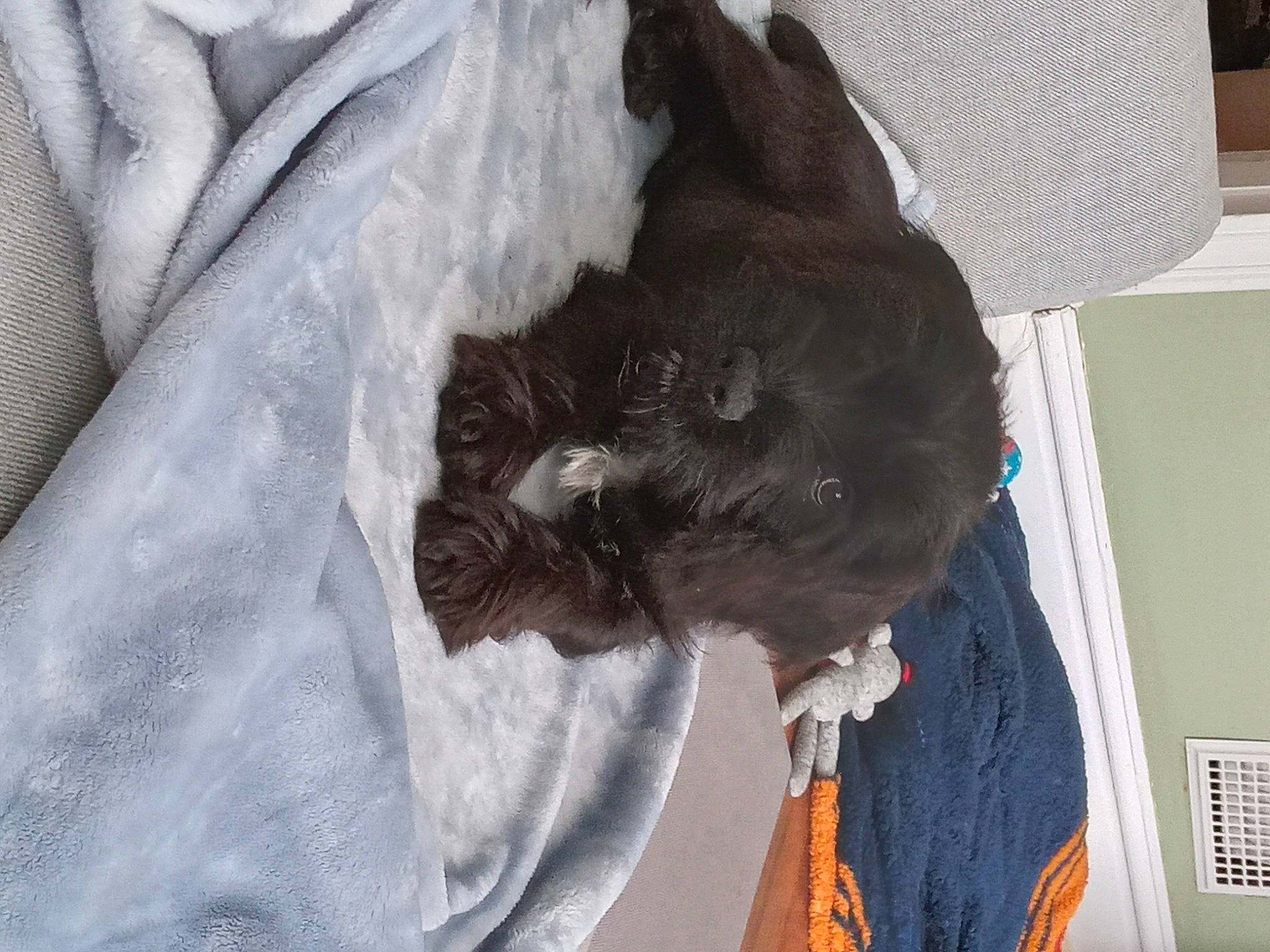 Theodore is registered to the contest to win money with this photo: black_cat, canidae, carnivore, cat, claw, comfort, companion_dog, dog_breed, domestic_short_haired_cat, felidae, fur, grey, linens, mammal, nap, small_to_medium_sized_cats, sporting_group, tail, vertebrate, whiskers