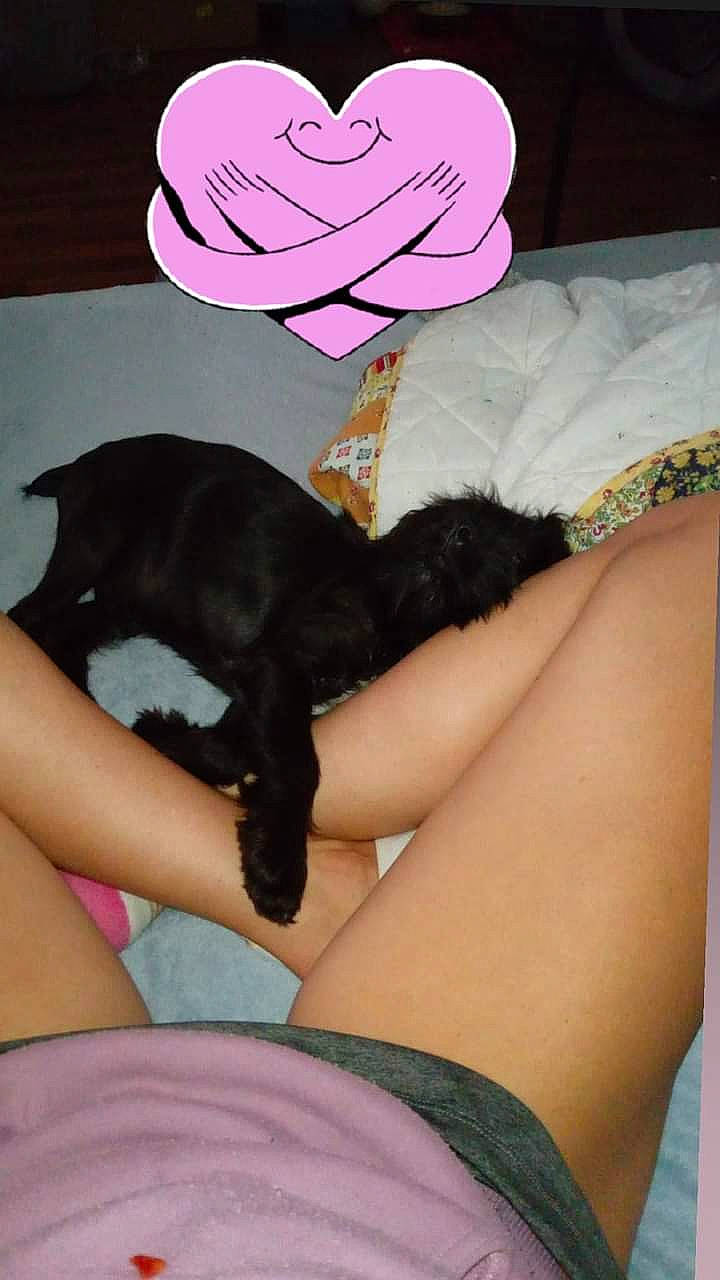 Theodore is registered to the contest to win money with this photo: black, cat, comfort, elbow, felidae, finger, foot, gesture, human_leg, knee, lap, long_hair, nail, pink, small_to_medium_sized_cats, tail, thigh, thumb, toy, wrist