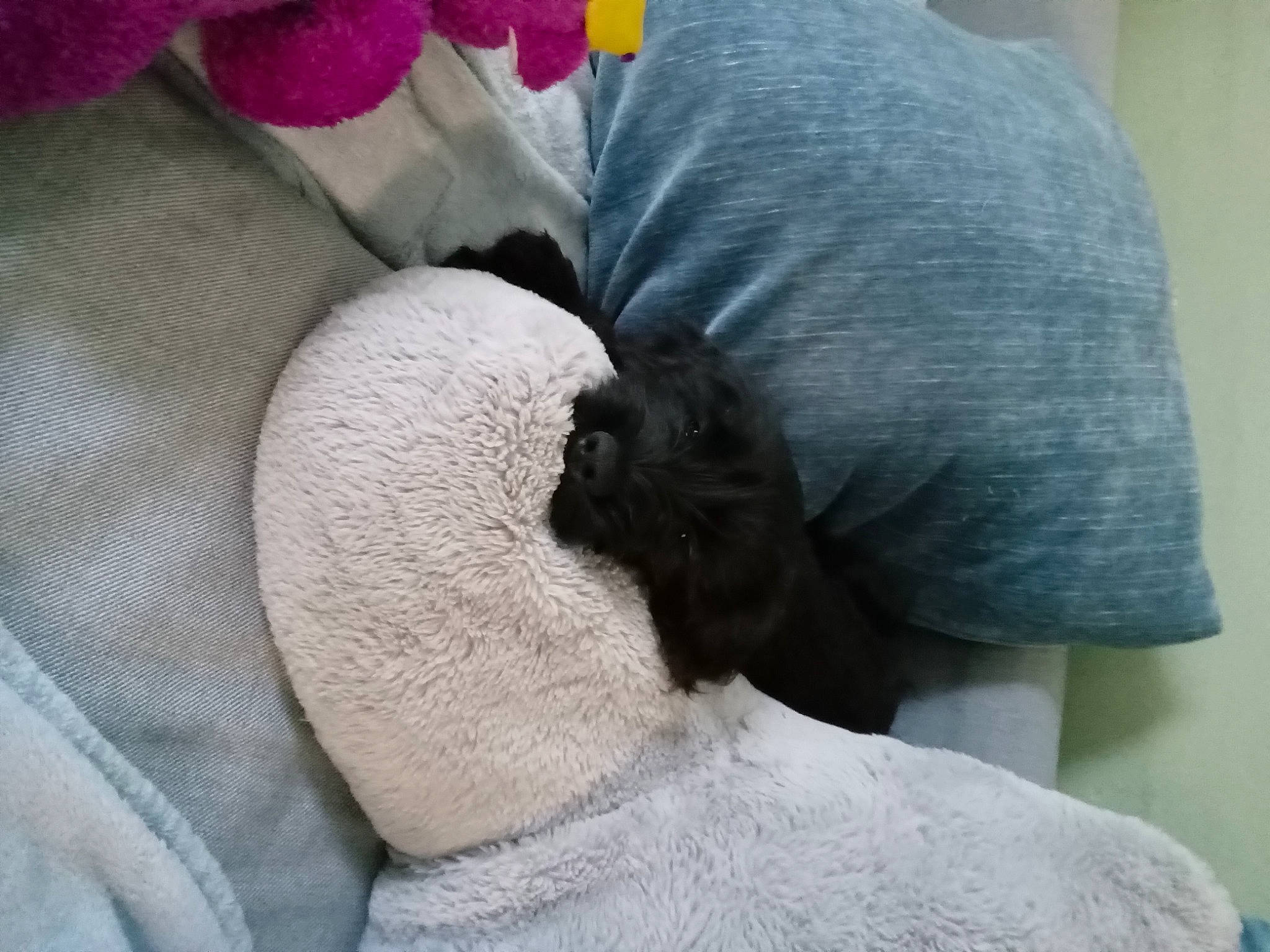 Theodore joined the competition — help win amazing prizes! bed, bedding, carnivore, comfort, companion_dog, dog_breed, fawn, felidae, grey, human_leg, leg, linens, mammal, small_to_medium_sized_cats, snout, sporting_group, tail, textile, vertebrate, whiskers